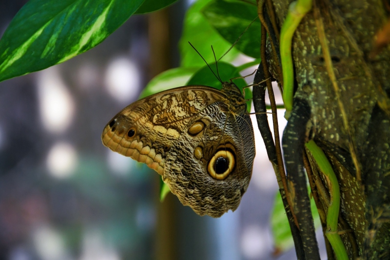 Tag-06-3-Butterfly-Garden-425