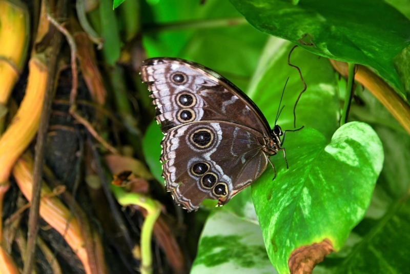Tag-06-3-Butterfly-Garden-426