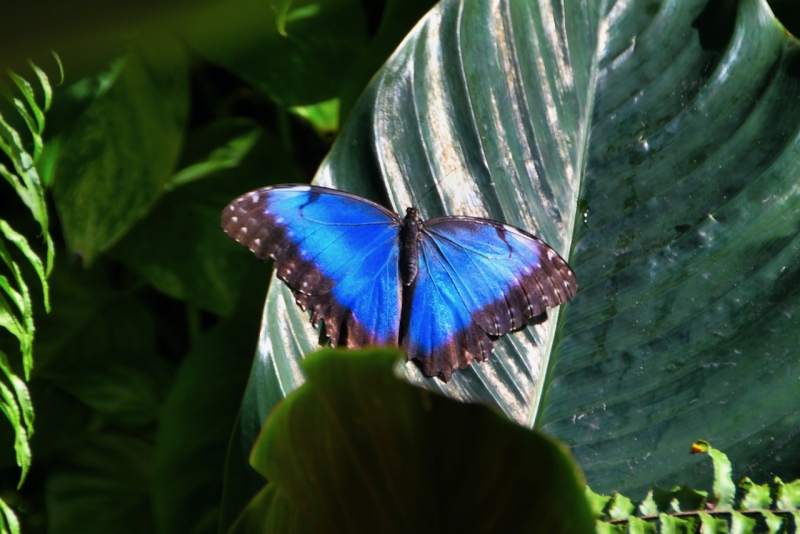 Tag-06-3-Butterfly-Garden-428