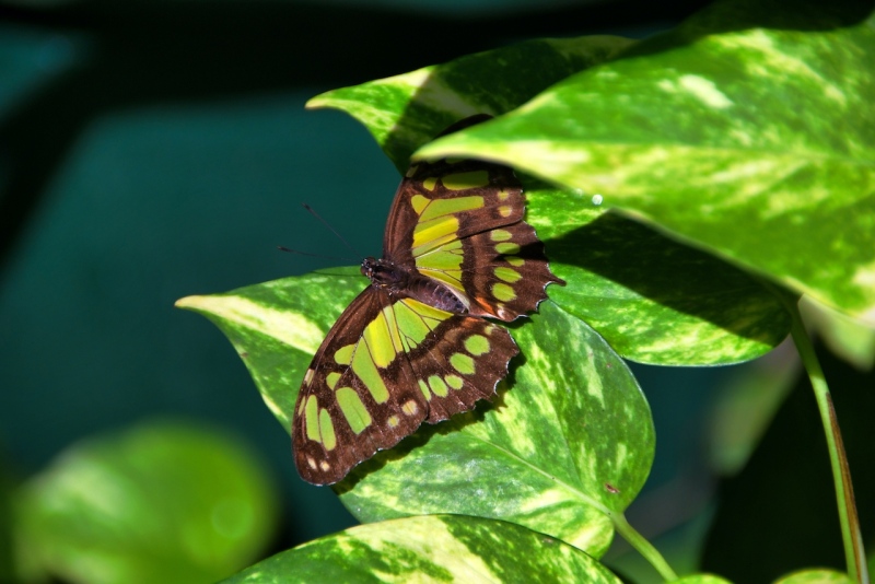 Tag-06-3-Butterfly-Garden-429
