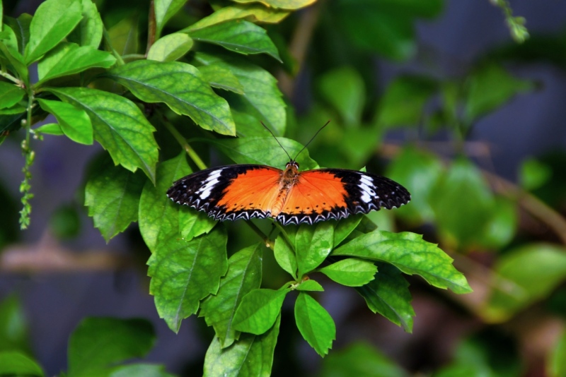 Tag-06-3-Butterfly-Garden-436