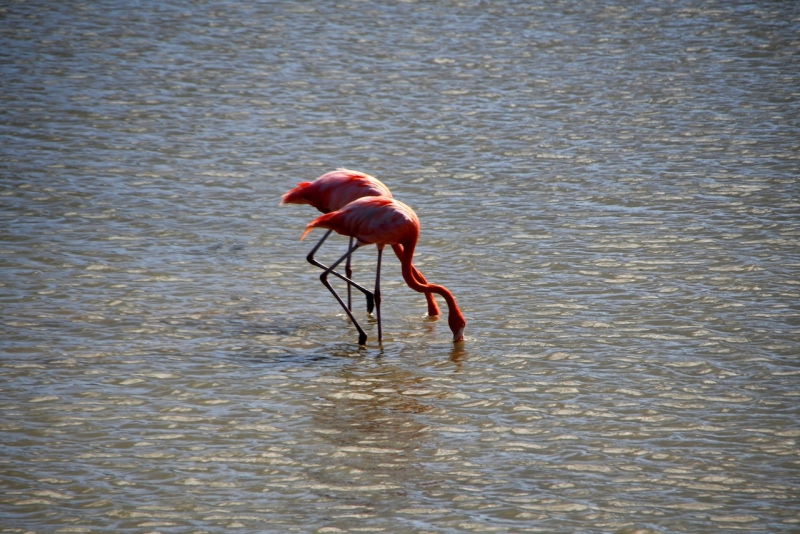Tag-08-2-2-Jan-Kok-Saline-Flamingos-640
