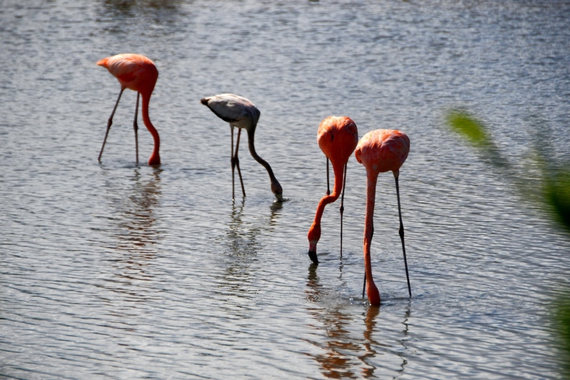 Tag-08-2-2-Jan-Kok-Saline-Flamingos-648