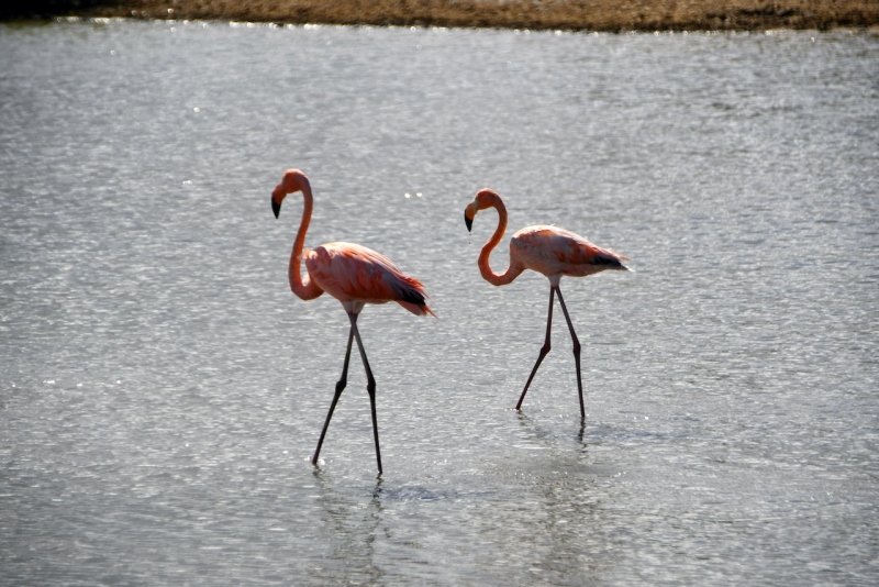Tag-08-2-2-Jan-Kok-Saline-Flamingos-651