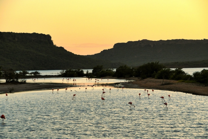 Tag-08-2-2-Jan-Kok-Saline-Flamingos-656