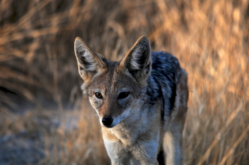 tag-10-12-etosha-0534
