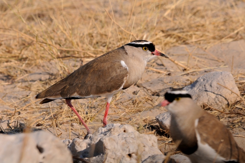 tag-10-12-etosha-0576