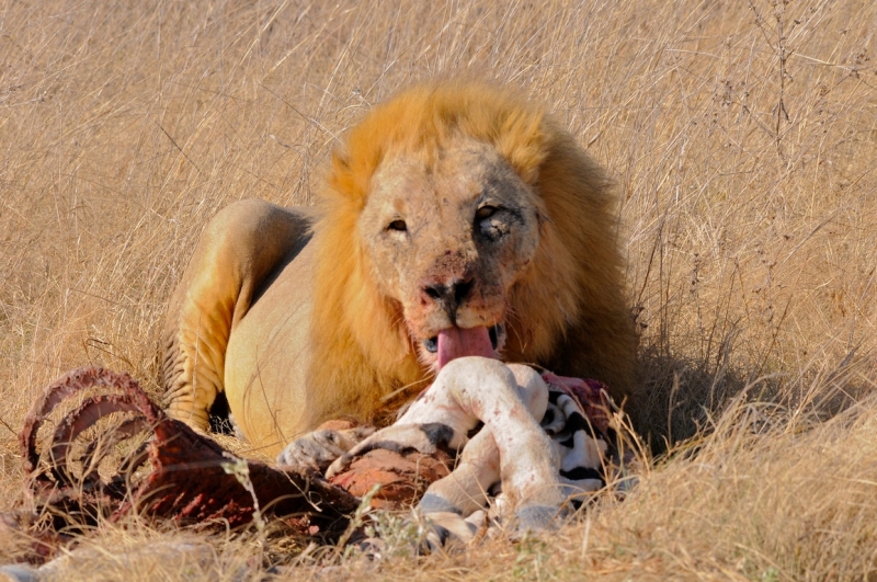 tag-10-12-etosha-0601