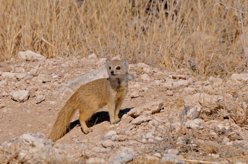 tag-10-12-etosha-0614