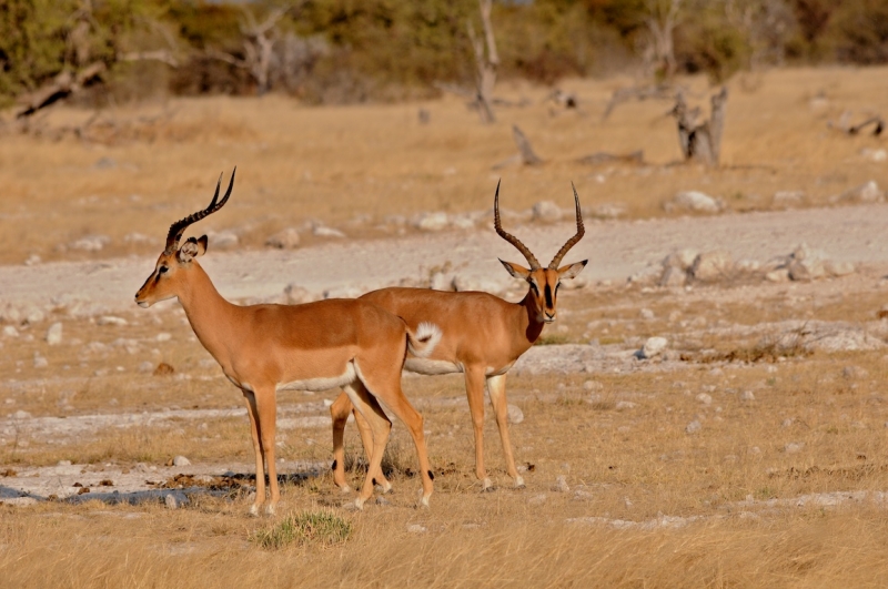 tag-10-12-etosha-0653