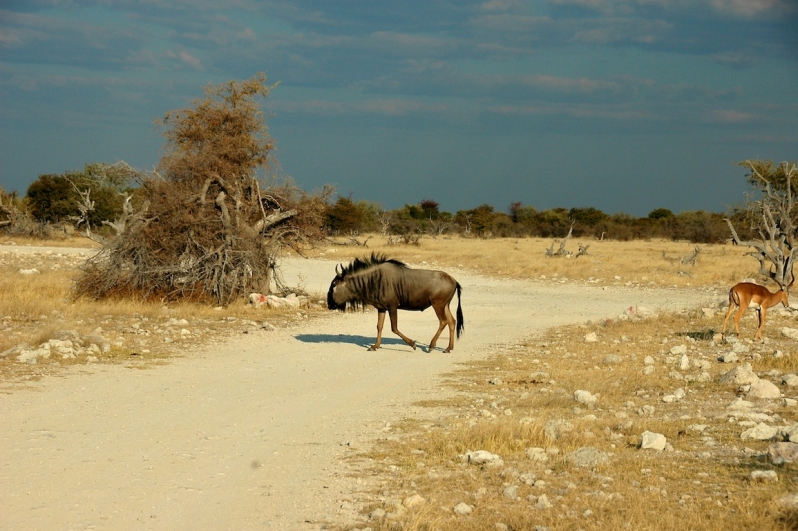 tag-10-12-etosha-0655