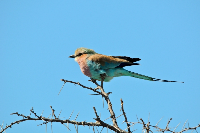 tag-10-12-etosha-0691