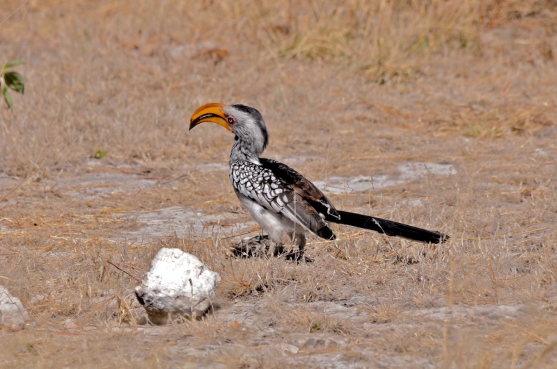 tag-10-12-etosha-0698