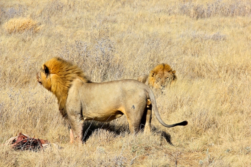 tag-10-12-etosha-145