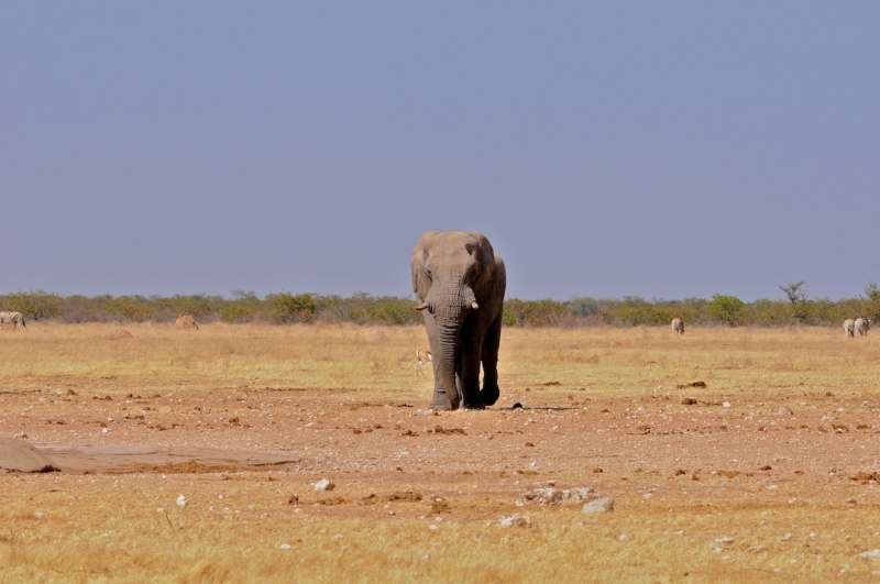 tag-10-12-etosha-0546