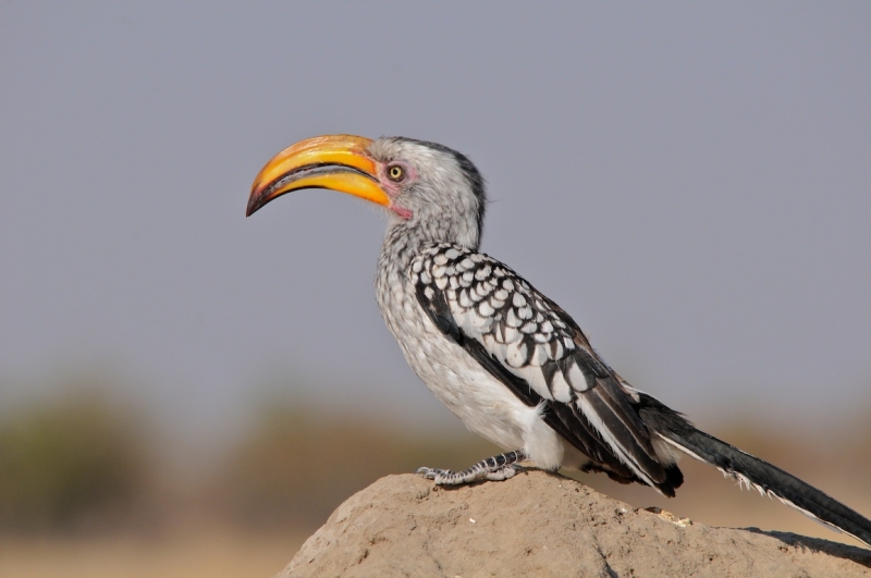tag-10-12-etosha-0568