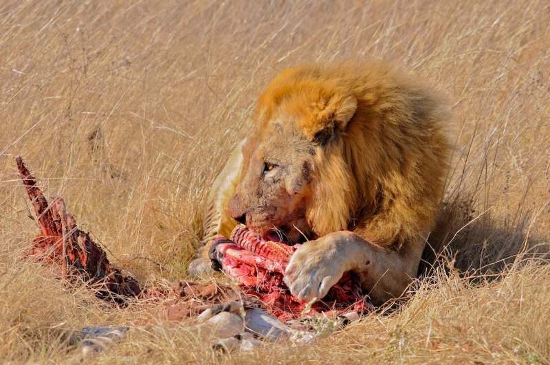 tag-10-12-etosha-0595