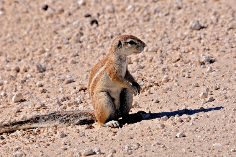 tag-10-12-etosha-0699