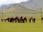16-naadam-fest-2140