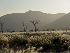 tag-03-sossusvlei-0162