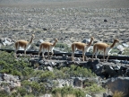 12_fahrt_nach_puno-534