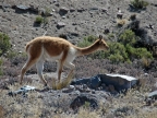 12_fahrt_nach_puno-536