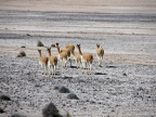 12_fahrt_nach_puno-538