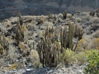14_fahrt_colca_tal-631