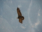 15_cruz_de_condor-657