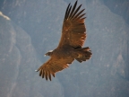 15_cruz_de_condor-659