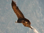 15_cruz_de_condor-660