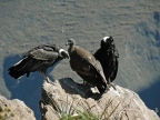 15_cruz_de_condor-665