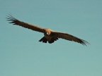 15_cruz_de_condor-666