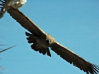 15_cruz_de_condor-667