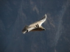 15_cruz_de_condor-668
