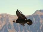 15_cruz_de_condor-671