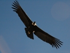 15_cruz_de_condor-674
