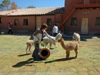 21_fahrt_nach_cusco-895
