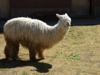 21_fahrt_nach_cusco-897
