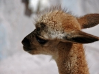 21_fahrt_nach_cusco-899