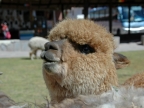 21_fahrt_nach_cusco-901