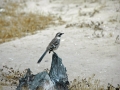 07_tucume-290