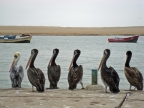 35_paracas_np-1302