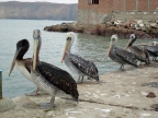 35_paracas_np-1303