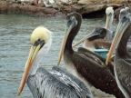 35_paracas_np-1304