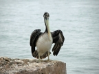 35_paracas_np-1306