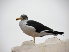 35_paracas_np-1307