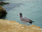 35_paracas_np-1317
