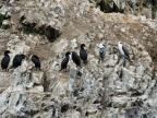 36_ballestas_inseln-1364