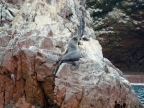 36_ballestas_inseln-1367